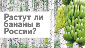 Растут ли бананы в России?